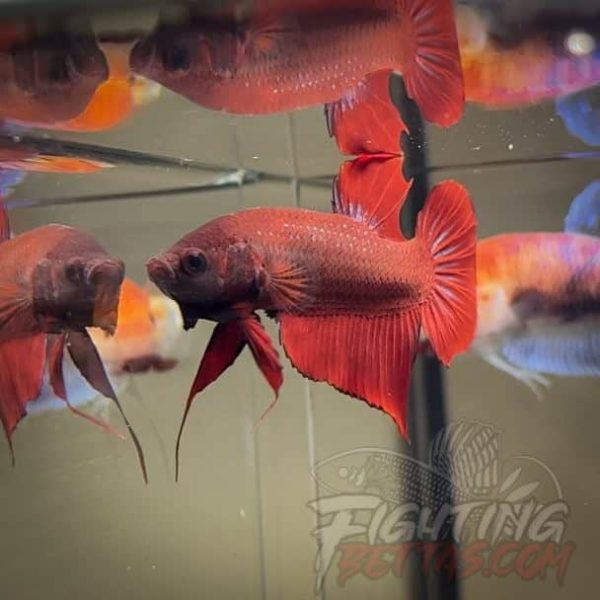 Fire Bagan API BA5#7 Imported Indo Bloodline Betta Plakat Limited