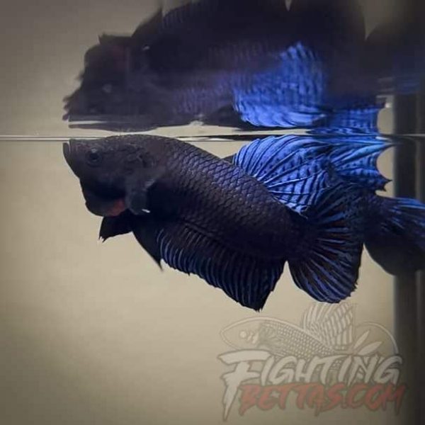 Batam Fighter BI1#3 Imported Indonesia Bloodline Betta Plakat