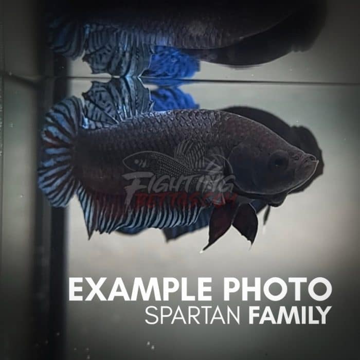 Spartan Series Ultimate Fighter SP8#2 Thai Bloodline Betta Plakat