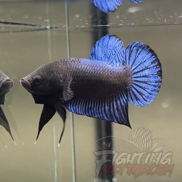 Hades Series Fighter HA6#4 Imported Thai Bloodline Betta