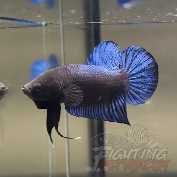 Hades Series Fighter HA6#4 Imported Thai Bloodline Betta