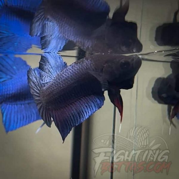 Spartan Series Ultimate Fighter SP7#9 Thai Bloodline Betta Plakat