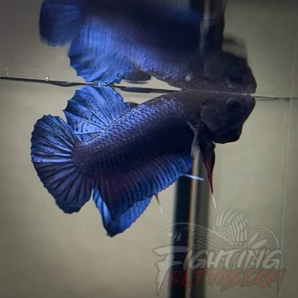 Spartan Series Ultimate Fighter SP7#9 Thai Bloodline Betta Plakat