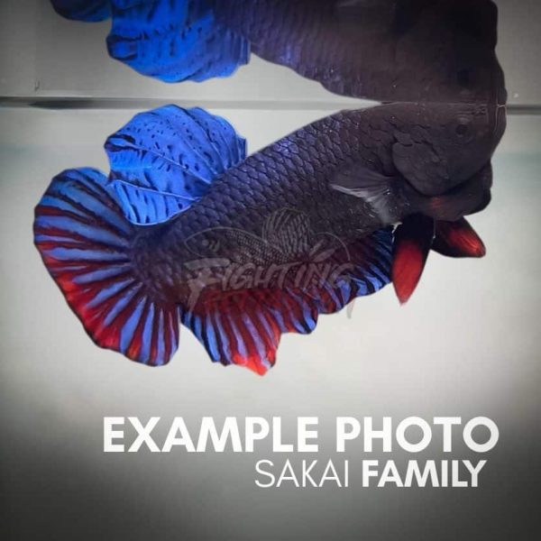 Sakai Top Fighter D61#2 Imported Thai Bloodline Betta Plakat