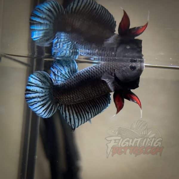 Phantom Series PH5#3 Imported Thai Bloodline Betta Plakat