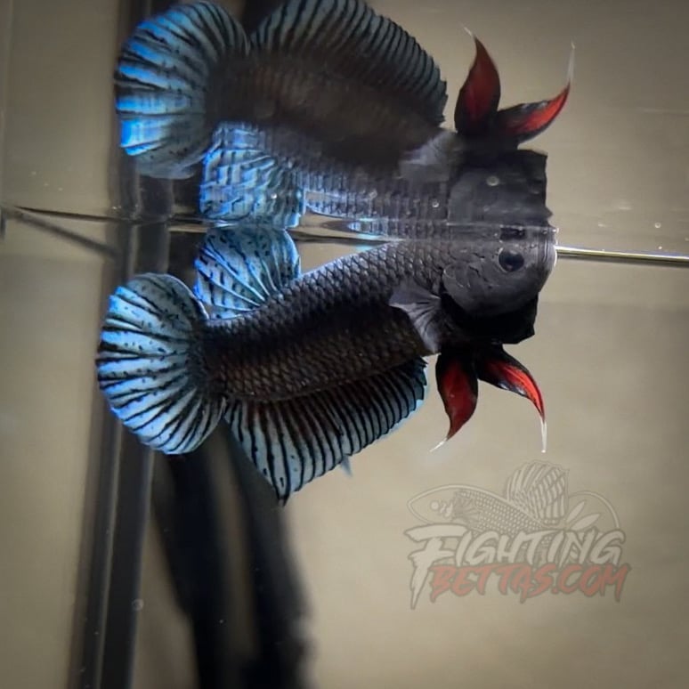 Phantom Series PH5#3 Imported Thai Bloodline Betta Plakat