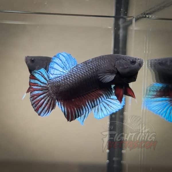 Spartan Series Ultimate Fighter SP8#3 Thai Bloodline Betta Plakat