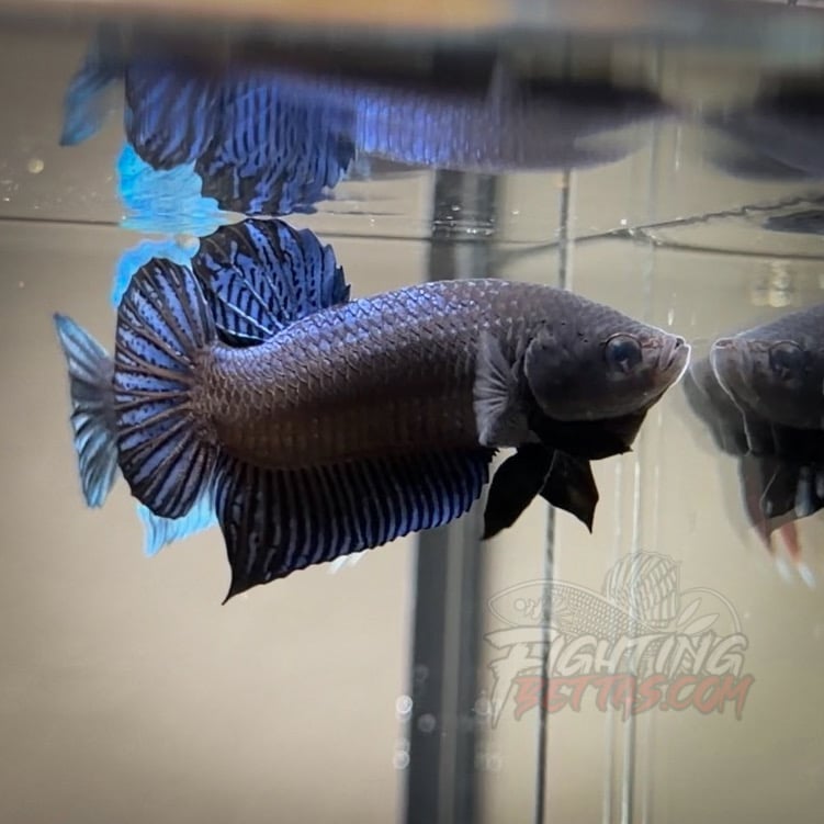 Hades Series Fighter HA6#11 Imported Thai Bloodline Betta