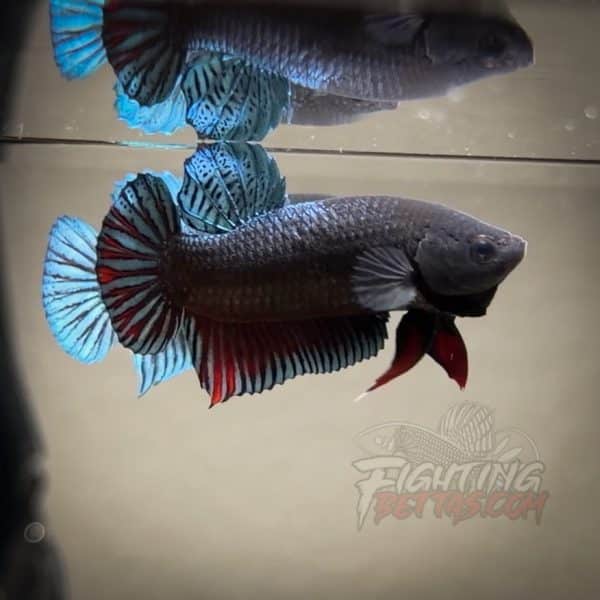 Spartan Series Ultimate Fighter SP8#1 Thai Bloodline Betta Plakat
