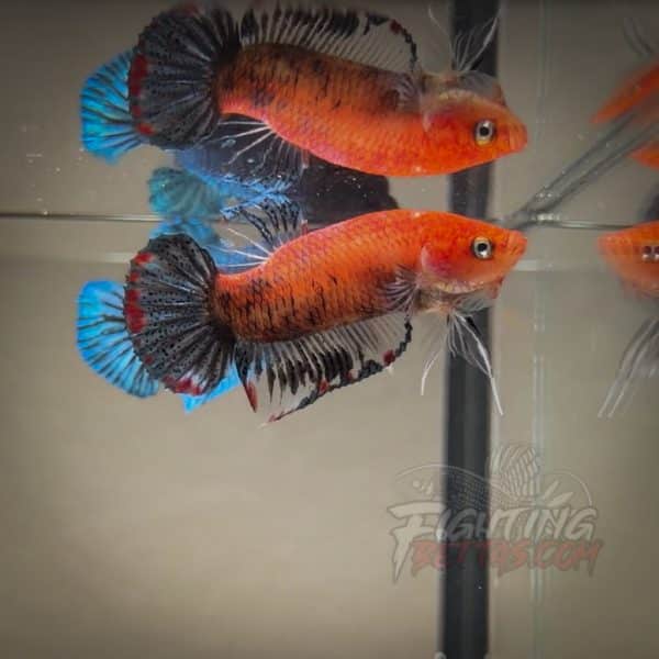 Sakai “GHOST” Fighter SG14#1 Thai Bloodline Betta Plakat