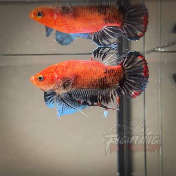 Sakai “GHOST” Fighter SG14#1 Thai Bloodline Betta Plakat
