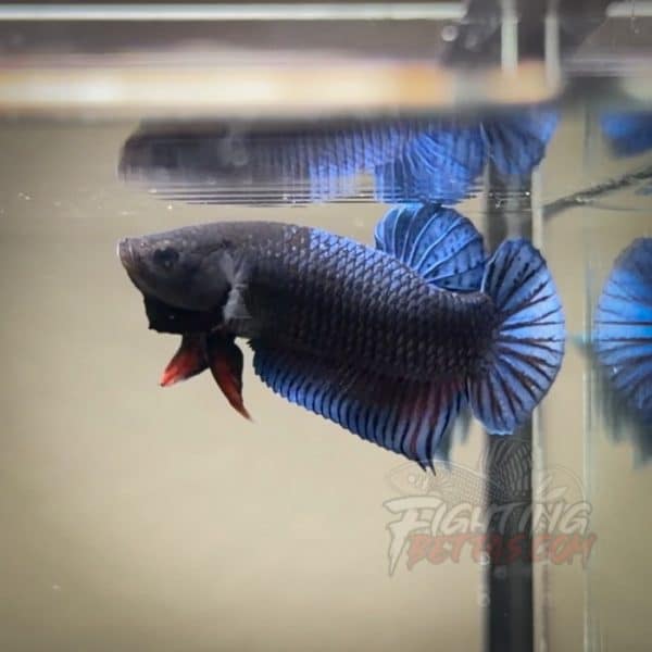 Hades Series Fighter HA6#12 Imported Thai Bloodline Betta