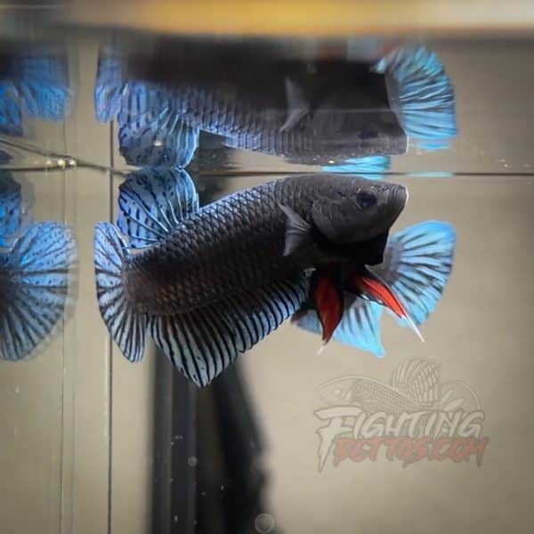 Phantom Series PH5#3 Imported Thai Bloodline Betta Plakat