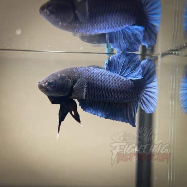 Hades Series Fighter HA6#10 Imported Thai Bloodline Betta