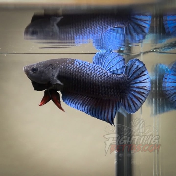 Hades Series Fighter HA6#12 Imported Thai Bloodline Betta