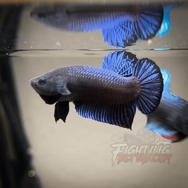 Hades Series Fighter HA6#11 Imported Thai Bloodline Betta
