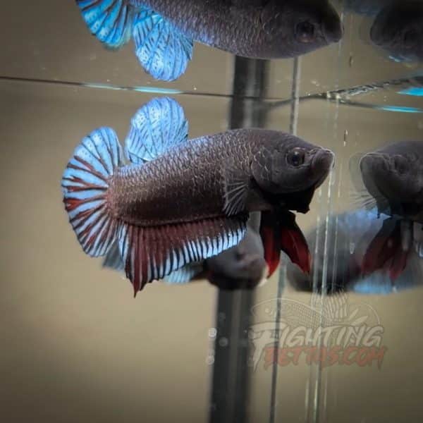 Spartan Series Ultimate Fighter SP8#1 Thai Bloodline Betta Plakat