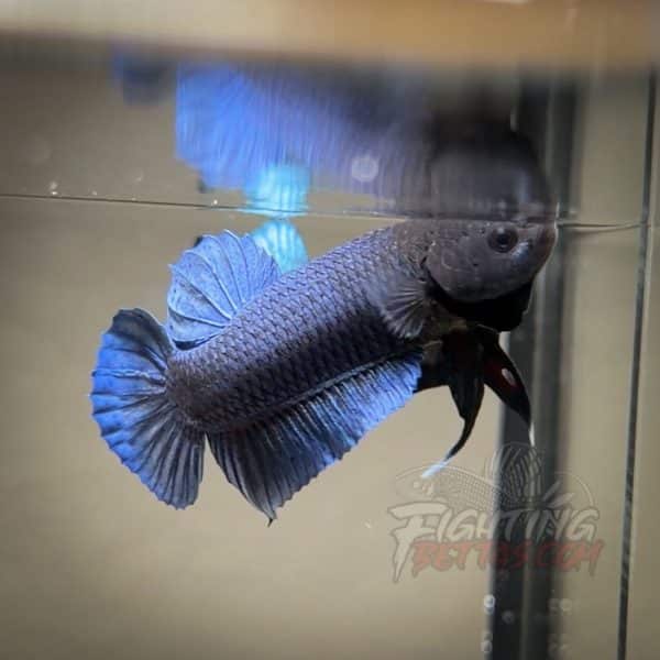 Hades Series Fighter HA6#10 Imported Thai Bloodline Betta