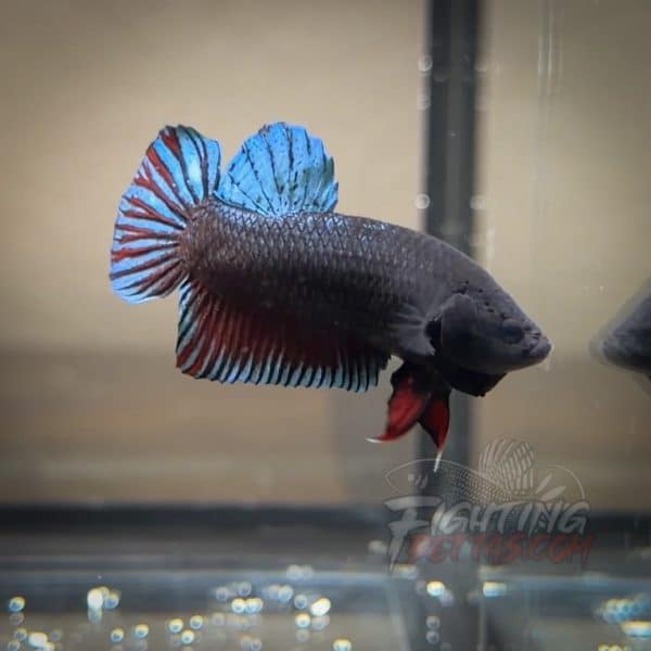 Spartan Series Ultimate Fighter SP8#3 Thai Bloodline Betta Plakat