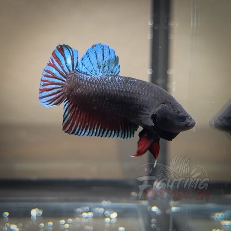 Spartan Series Ultimate Fighter SP8#3 Thai Bloodline Betta Plakat