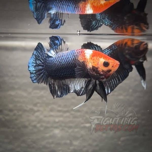 sakai-ghost-fighter-sg143-thai-bloodline-betta-plakat-2-2-2-2-2-2-2