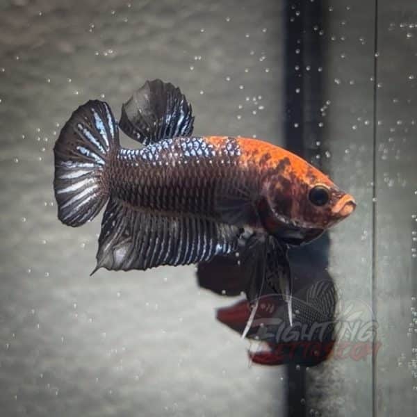 sakai-ghost-fighter-sg143-thai-bloodline-betta-plakat-2