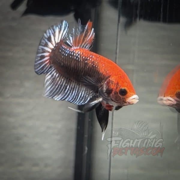 sakai-ghost-fighter-sg143-thai-bloodline-betta-plakat-2-2