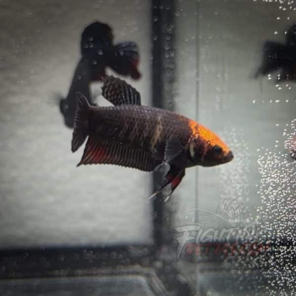 sakai-ghost-fighter-female-1-plakat-thai-bloodline-betta-2