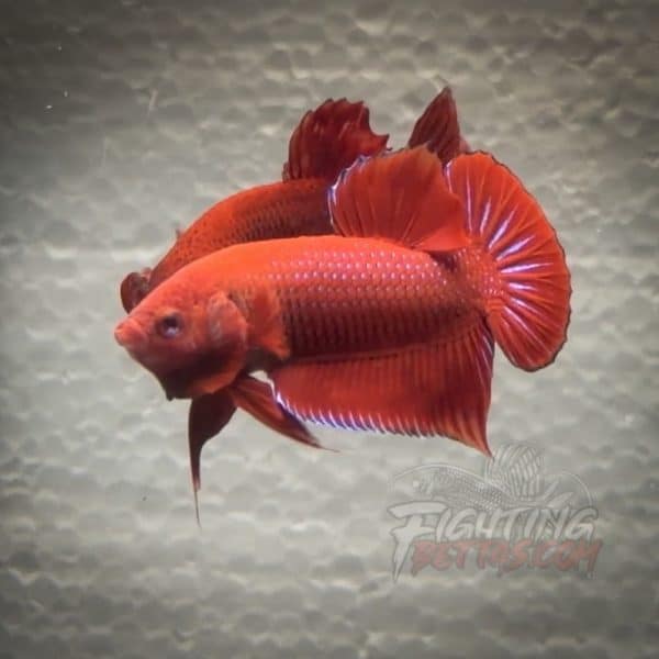 fire-bagan-api-ba62-imported-indo-bloodline-betta-plakat-limited
