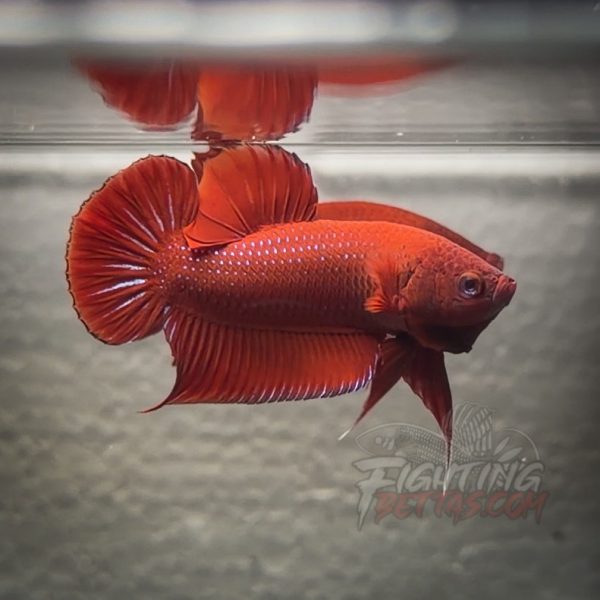 fire-bagan-api-ba63-imported-indo-bloodline-betta-plakat-limited