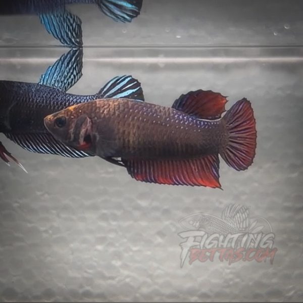 sakai-ghost-fighter-female-1-plakat-thai-bloodline-betta-2-2