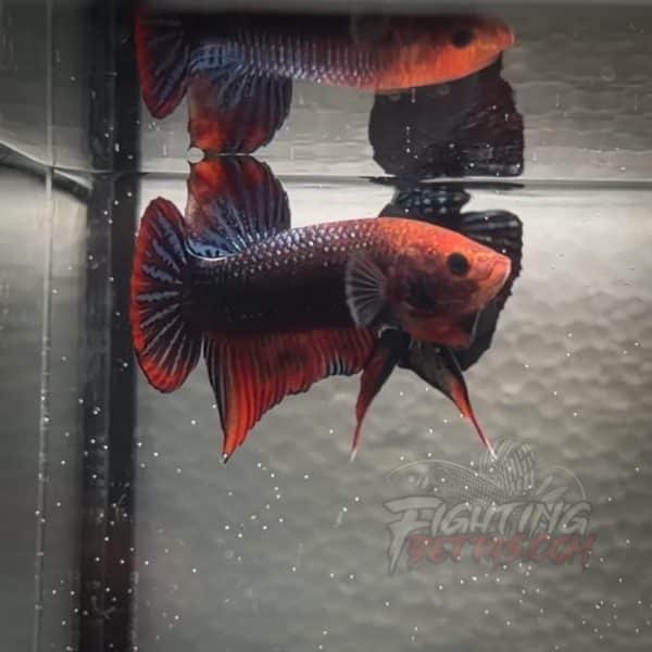 sakai-ghost-fighter-sg142-thai-bloodline-betta-plakat