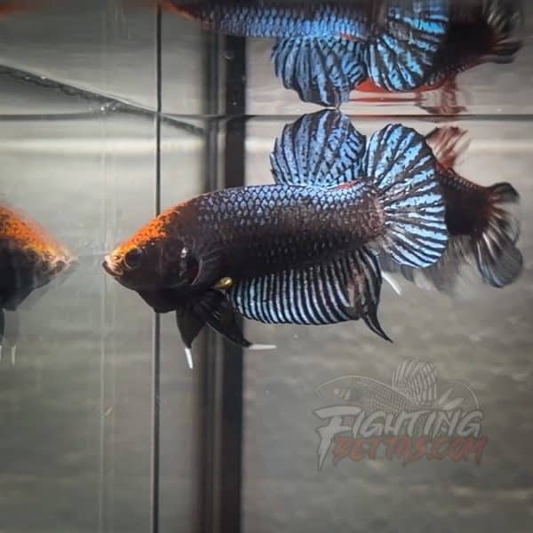 sakai-ghost-fighter-sg143-thai-bloodline-betta-plakat-2-2-2-2-2-2