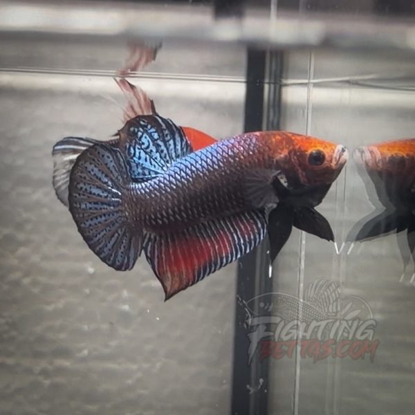 sakai-ghost-fighter-sg143-thai-bloodline-betta-plakat-2-2-2