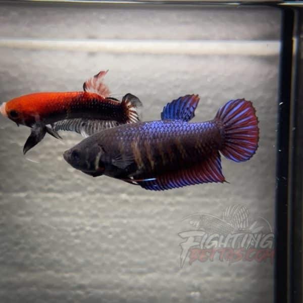 thai-fighter-female-plakat-betta-2-2