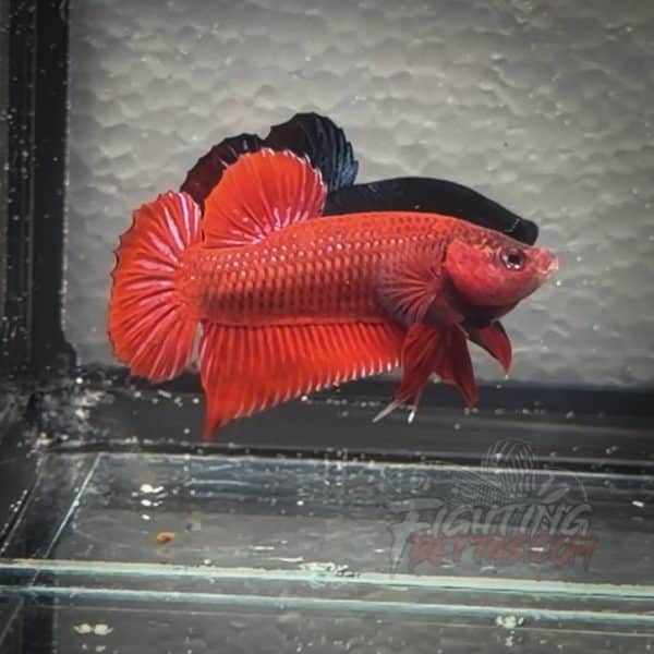 fire-bagan-api-ba61-imported-indo-bloodline-betta-plakat-limited
