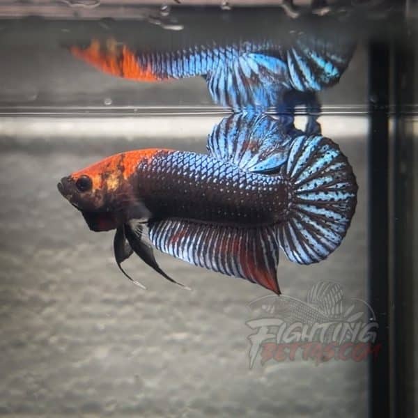 sakai-ghost-fighter-sg143-thai-bloodline-betta-plakat-2-2-2-2-2-3