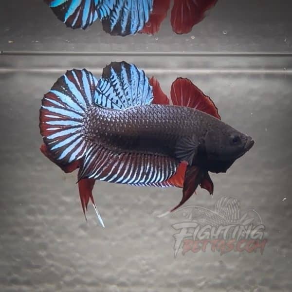 spartan-series-ultimate-fighter-sp89-thai-bloodline-betta-plakat-2