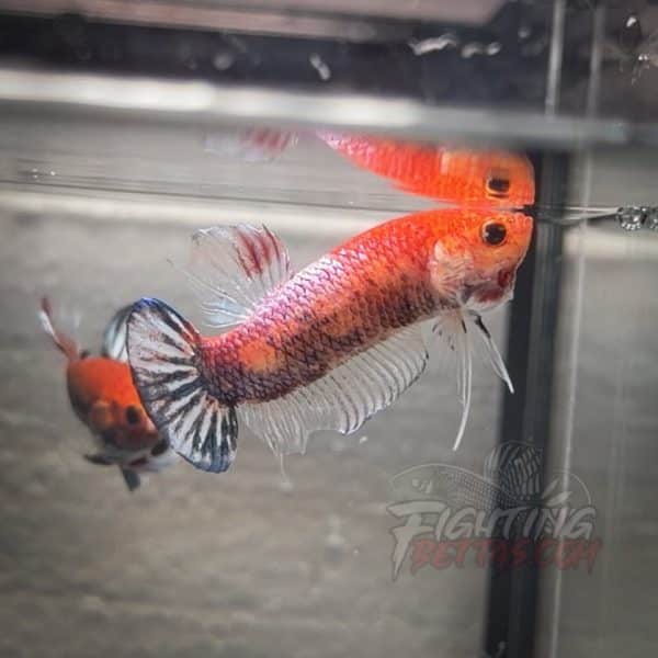 sakai-ghost-fighter-sg143-thai-bloodline-betta-plakat-2-2-2-2