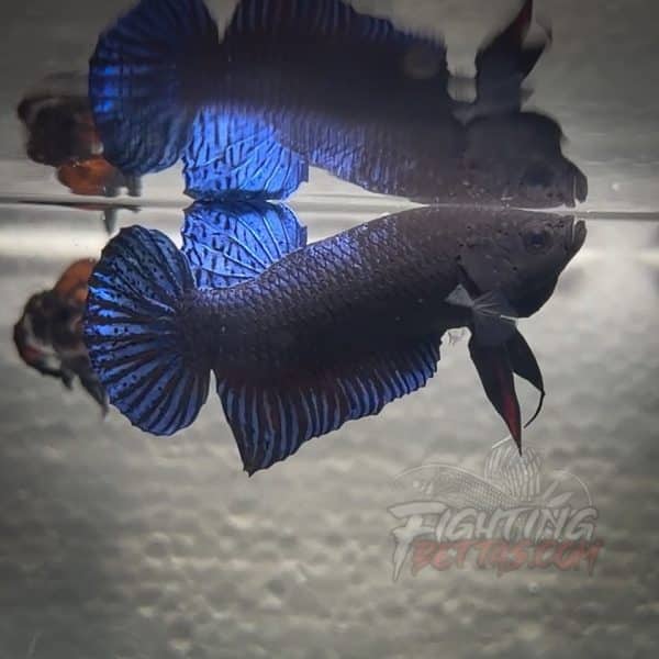 hades-series-fighter-ha615-imported-thai-bloodline-betta-2-2