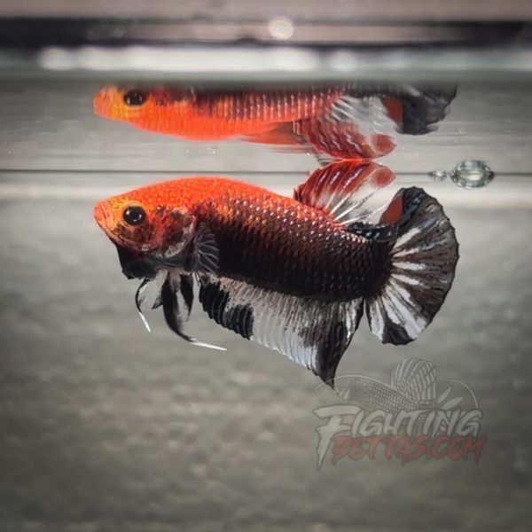 sakai-ghost-fighter-sg143-thai-bloodline-betta-plakat-2-2-2-2-2