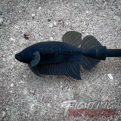 FightingBettas Training Stick