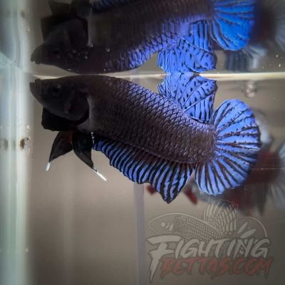 Hades Series Fighter HS5#1 Imported Thai Bloodline Betta Plakat