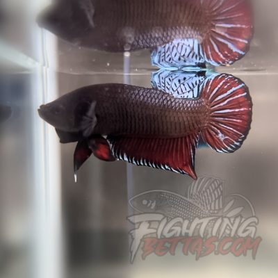 Super Medan ”MDS” 2#3 Imported Indo Bloodline Betta Plakat
