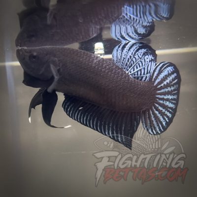 Phantom Series V4#2 Imported Thai Bloodline Betta Plakat