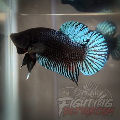 TOP Fighter *DRR* Series DRR-10 Betta Plakat