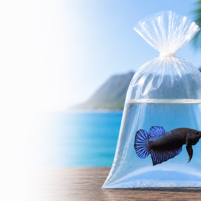 Ship Bettas to Hawaii